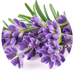 Image of a Lavender flower